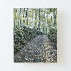 Walking Between Rocks and Trees - Canvas Mounted Print