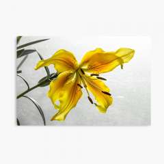 The Yellow Lily - Canvas Print