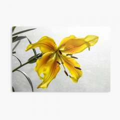 The Yellow Lily - Metal Print