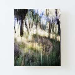 Lost in the Woods - Canvas Mounted Print