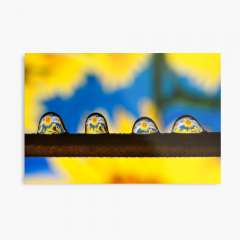 Sunflowers - Metal Print