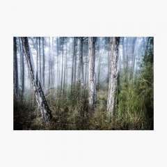 The Misty Forest - Photographic Print