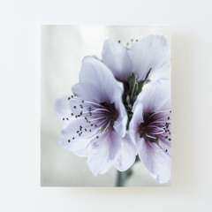 White Almond Flowers - Canvas Mounted Print