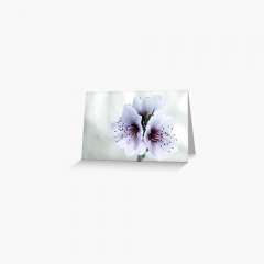 White Almond Flowers - Greeting Card