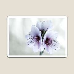 White Almond Flowers - Magnet