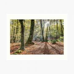 Fageda d'en Jordà, Autumn 2016 (Catalonia) - Art Print