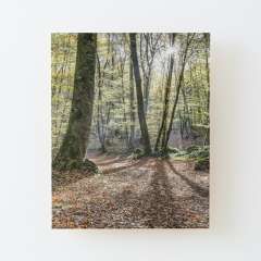 Fageda d'en Jordà, Autumn 2016 (Catalonia) - Wood Mounted Print