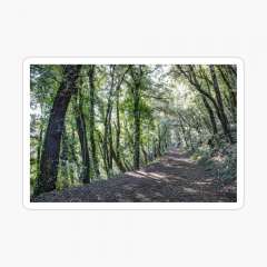 Path Between Trees (Santa Pau, Catalonia) - Glossy Sticker