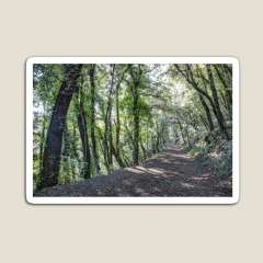 Path Between Trees (Santa Pau, Catalonia) - Magnet