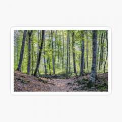 Strolling Around La Fageda d'en Jordà (Catalonia) - Glossy Sticker