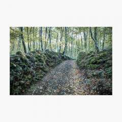 Walking Between Rocks and Trees - Photographic Print
