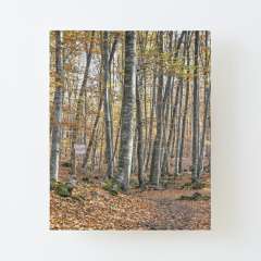 Autumn at La Fageda d'en Jordà - Canvas Mounted Print