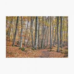 Autumn at La Fageda d'en Jordà - Photographic Print