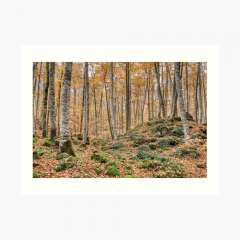 Autumn Between Trees (Fageda d'en Jordà, Catalonia) - Art Print