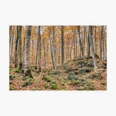 Autumn Between Trees (Fageda d'en Jordà, Catalonia) - Photographic Print