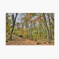 Walking Through Jordan's Beech Wood - Canvas Print