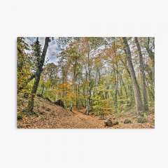 Walking Through Jordan's Beech Wood - Metal Print