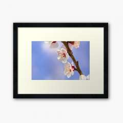 Apricot Flowers - Framed Art Print