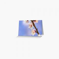 Apricot Flowers - Greeting Card