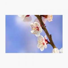 Apricot Flowers - Photographic Print