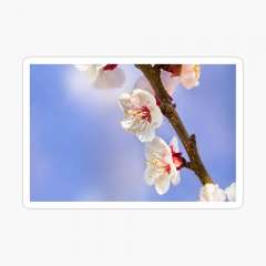 Apricot Flowers - Sticker