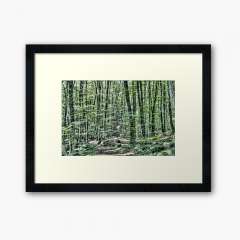 Light Between Trees - Framed Art Print