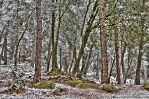 snow-in-the-forest-4