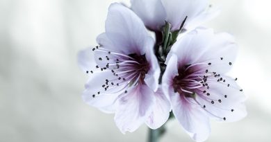 How To Photograph Flowers (Almond Flower Example)