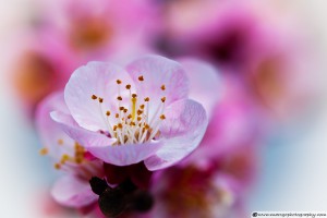 Apricot Flower Close Up - Captured with Macro Lens
