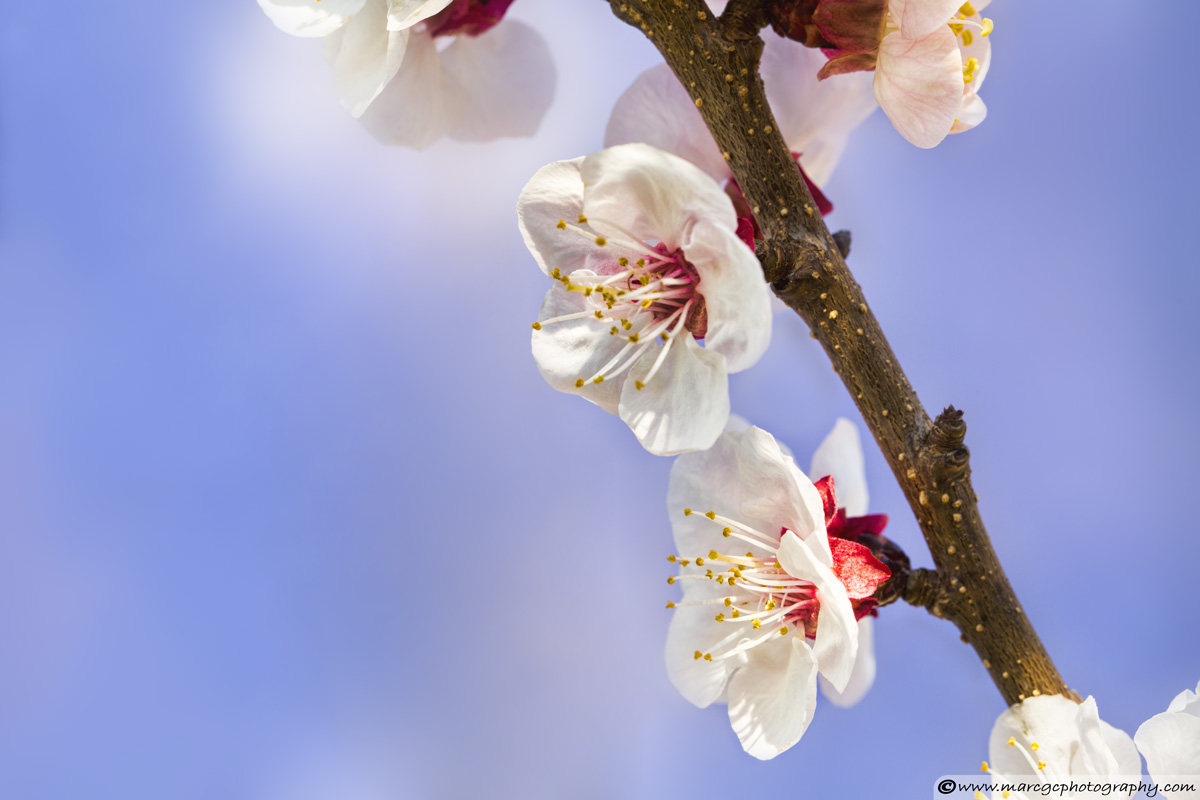 Apricot Flowers - Side Light Example