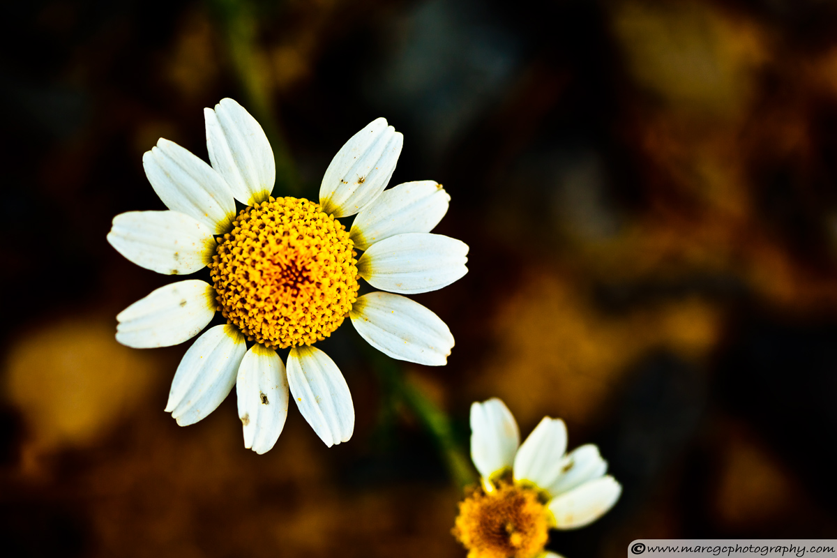 Chamomile Flower in Decay - Narrow Aperture