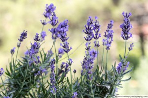 Lavender Flowers - Captured with Telephoto Lens