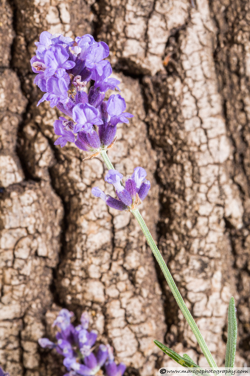Lavender Flowers - Wide Aperture