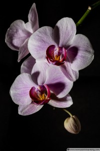 Orchid Flowers - Hard Light