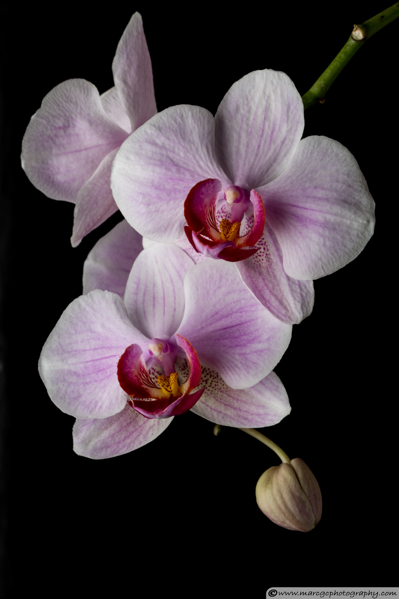 Orchid Flowers - Soft Light