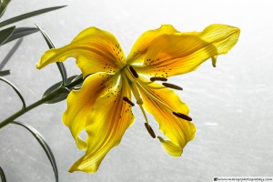 The Yellow Lily - Backlight Example
